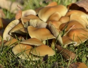brown mushrooms thumbnail