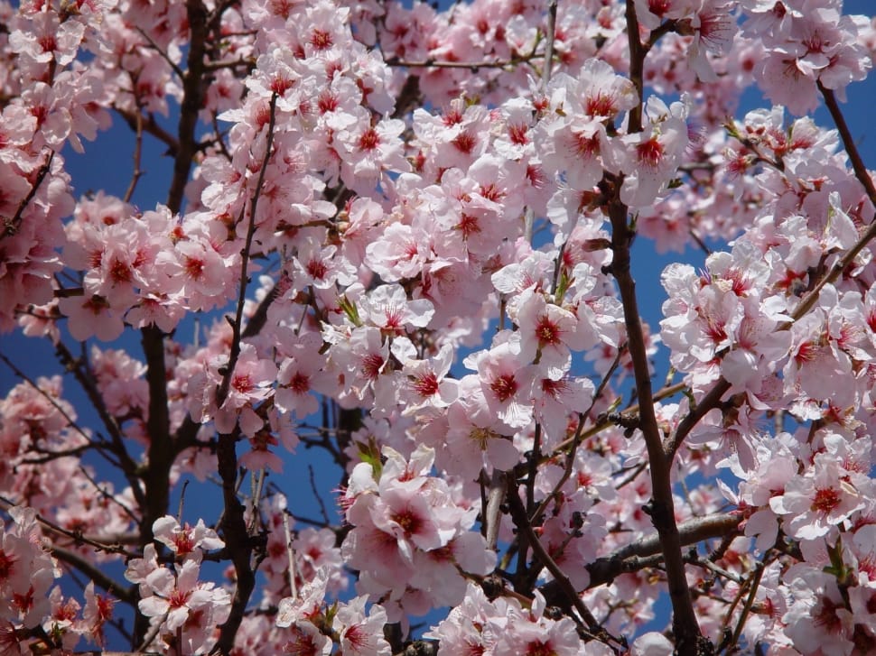 cherry blossom preview