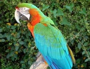 green blue and orange macaw thumbnail