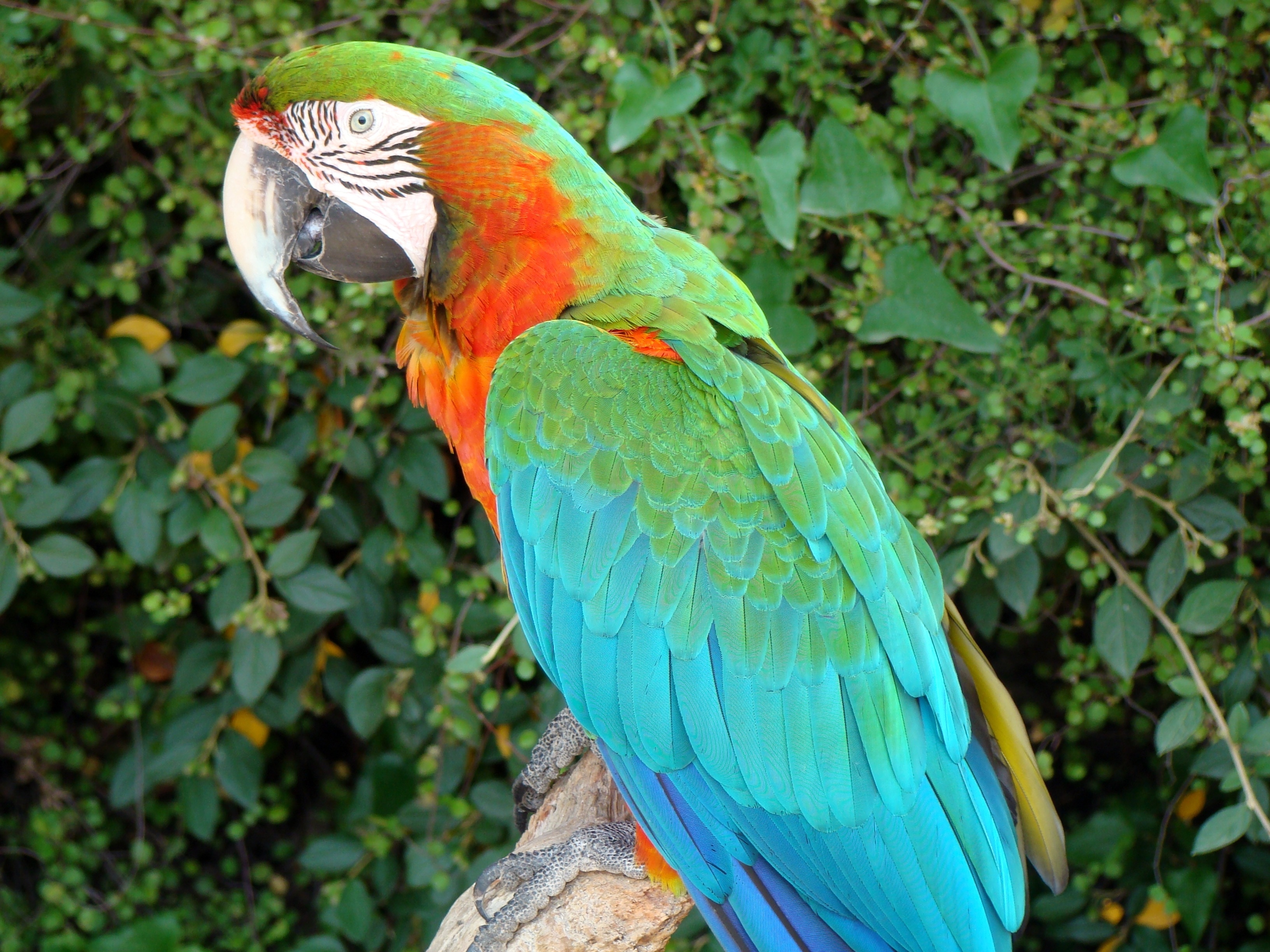 green blue and orange macaw
