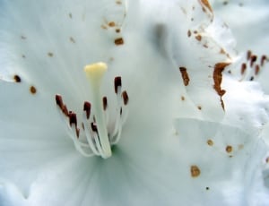 close up photo of white lily thumbnail