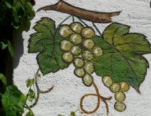 green grapes sketch thumbnail
