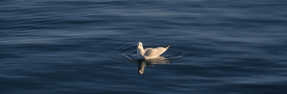 seagull preview