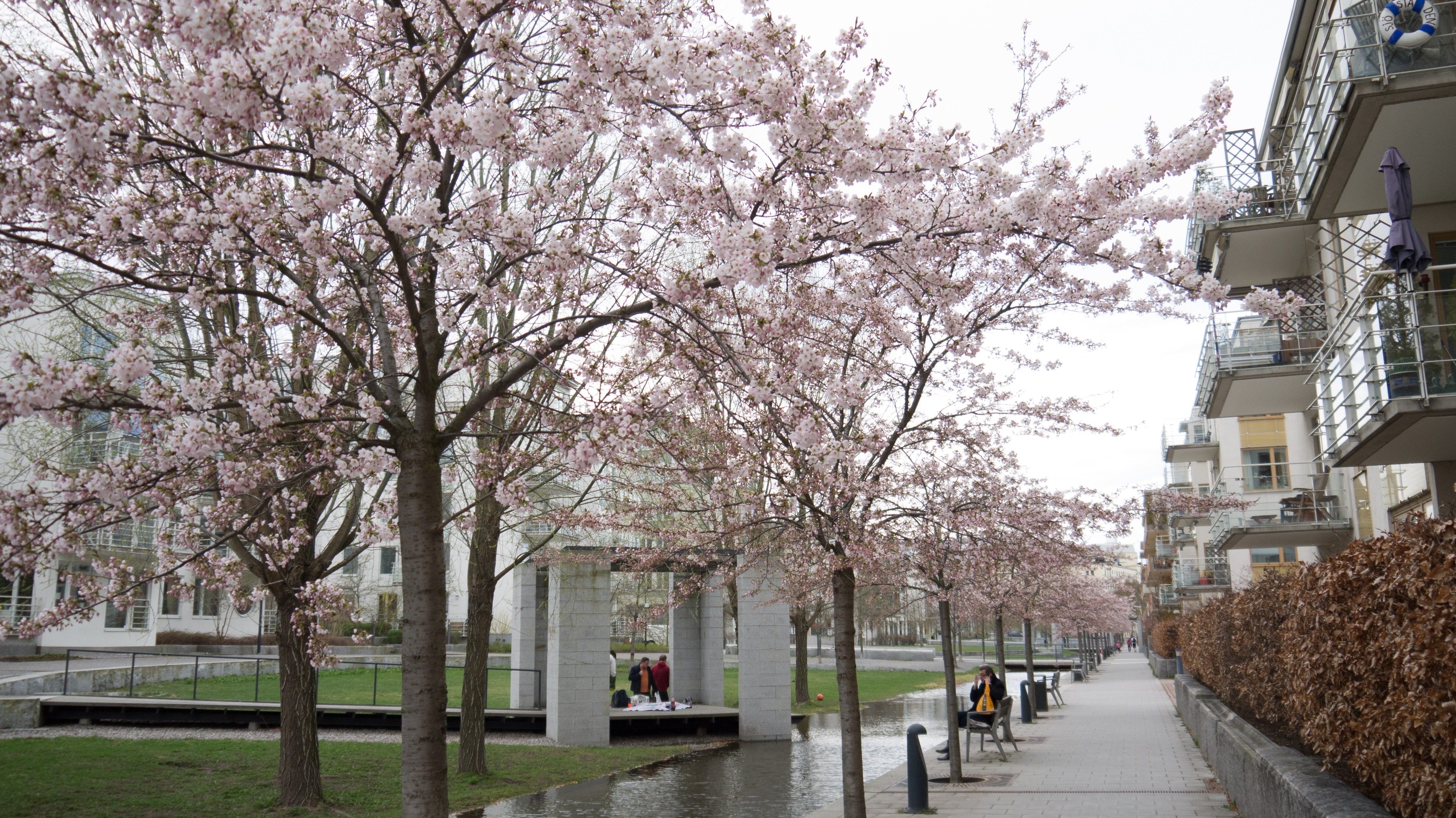 cherry blossom tree