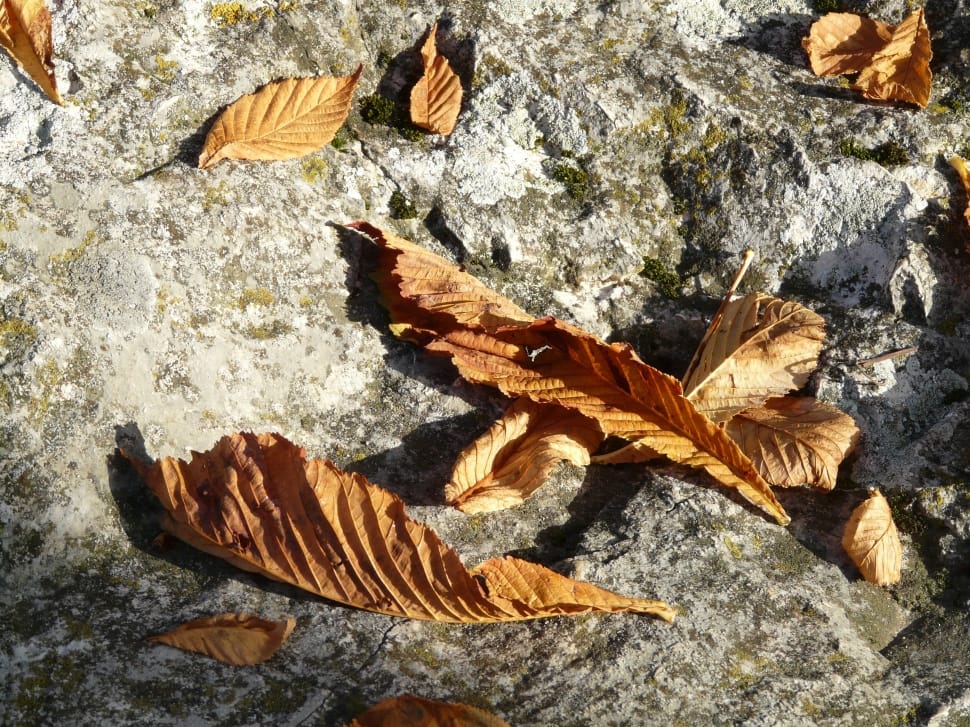 brown dried leaves preview