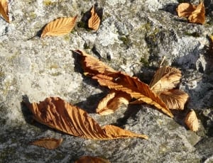 brown dried leaves thumbnail