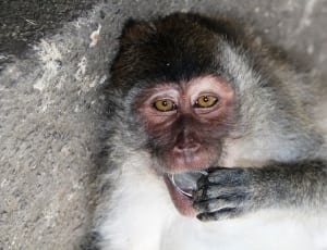 white and gray monkey holding round gray decor thumbnail