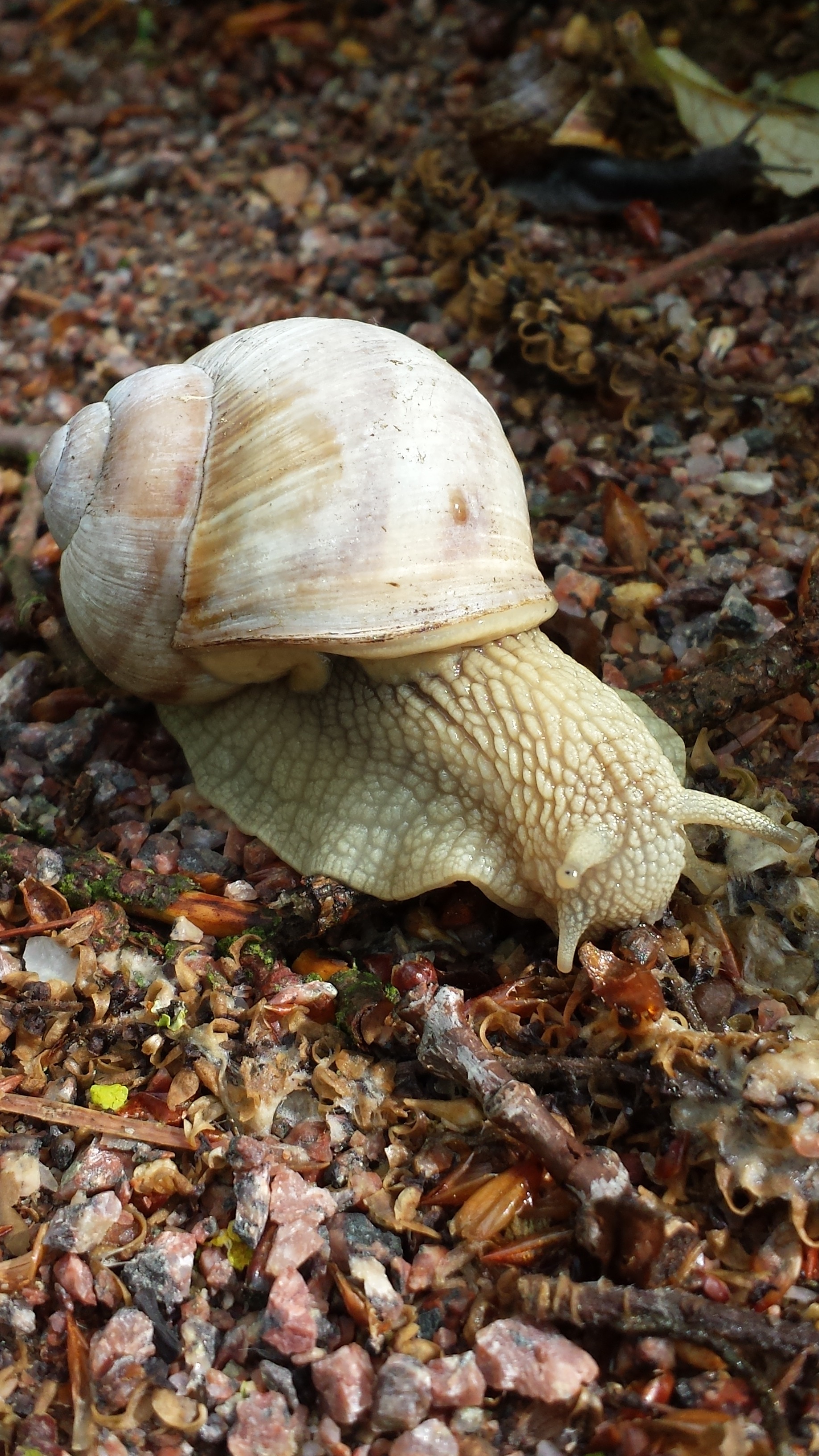white and beige snail