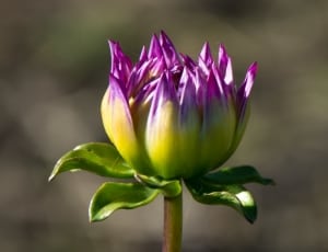 purple-and-green waterlily thumbnail