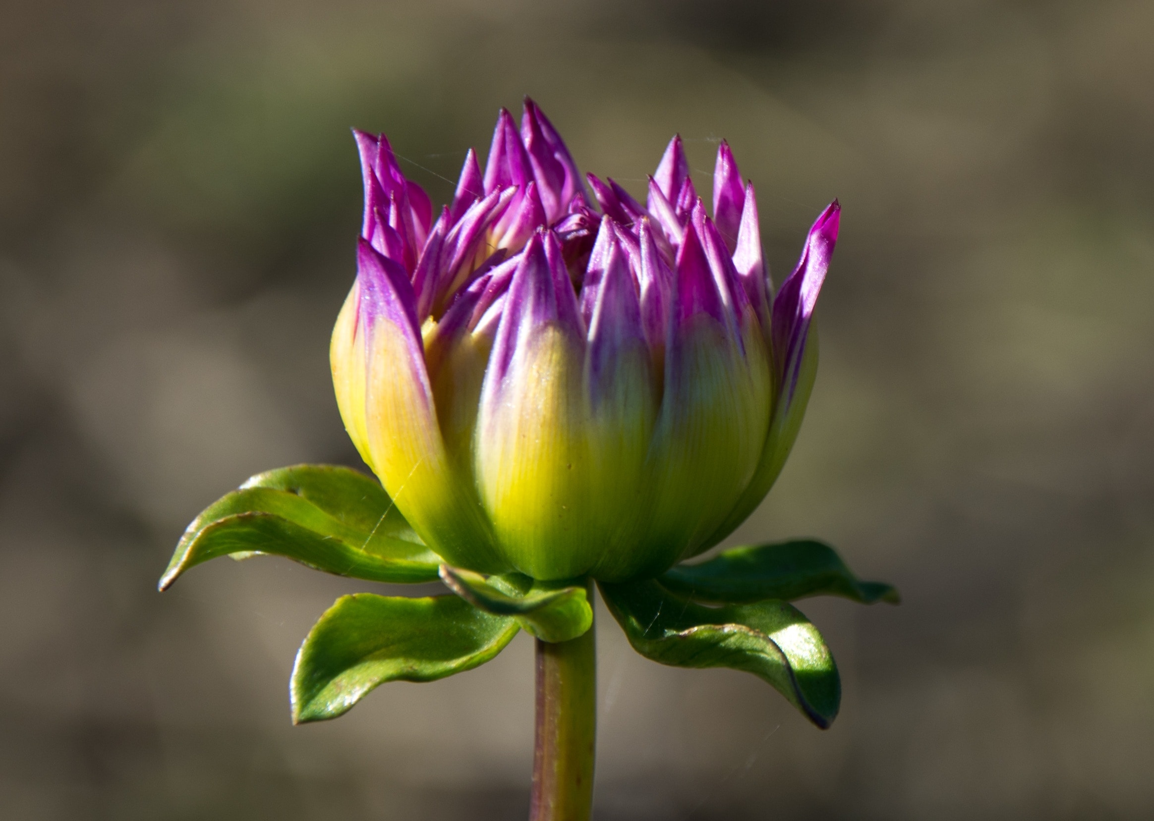 purple-and-green waterlily