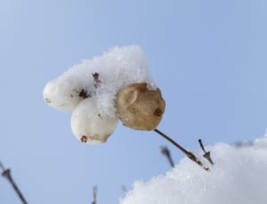 white and brown fruit near snow thumbnail