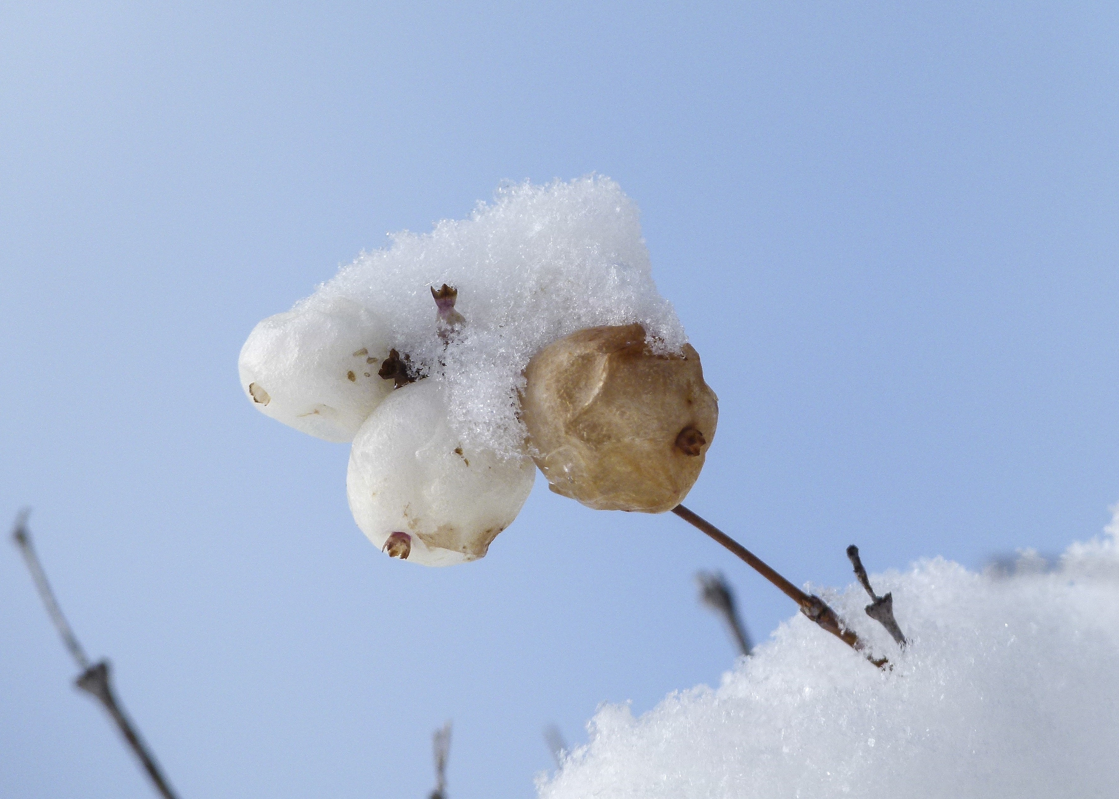 white and brown fruit near snow