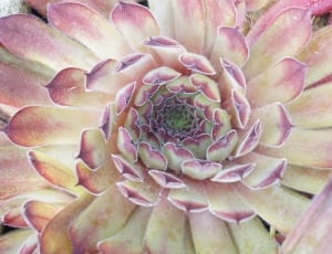 pink and yellow flower thumbnail