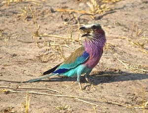 purple and blue and brown small beak bird thumbnail