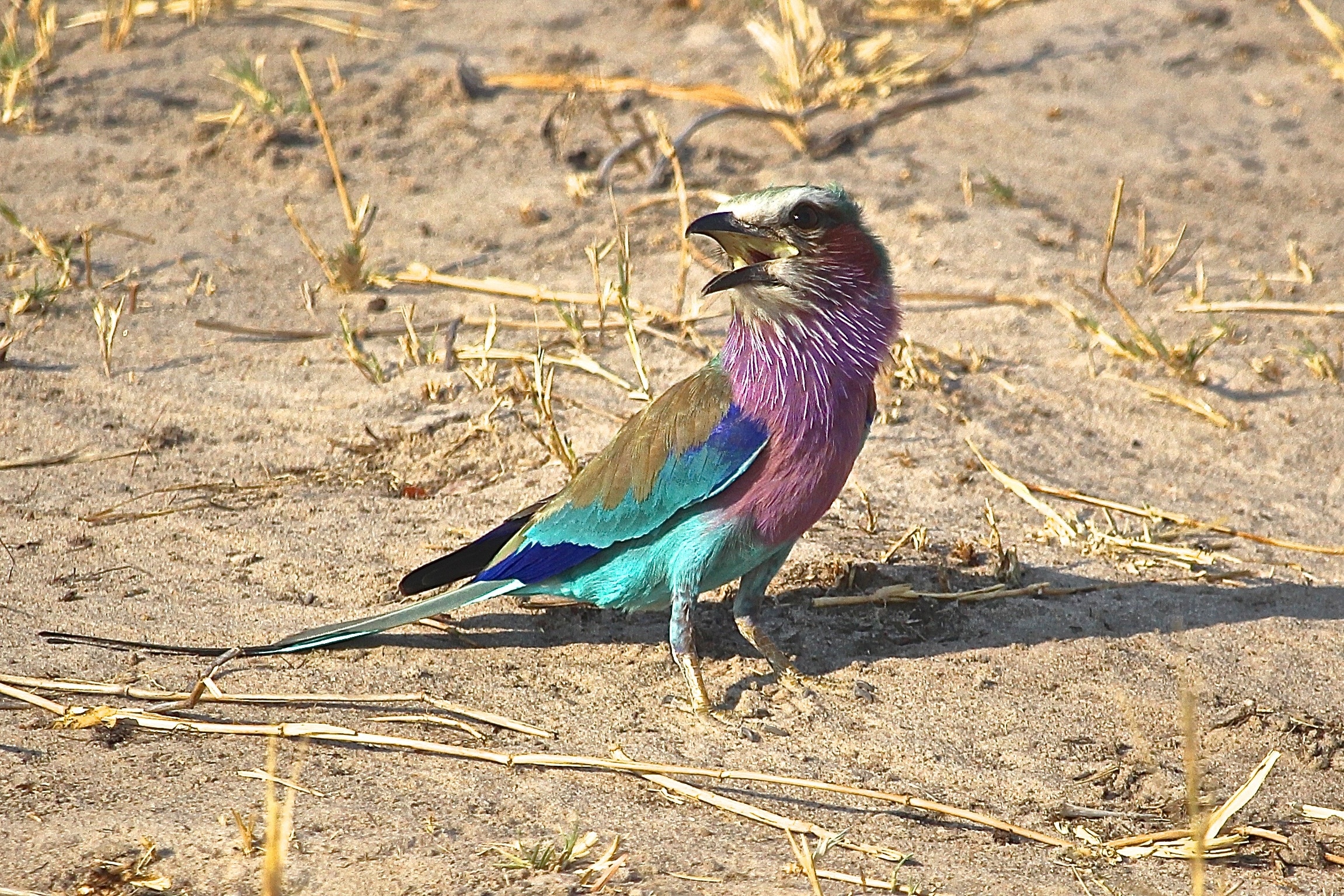 purple and blue and brown small beak bird
