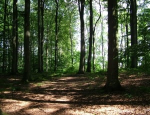 green forest thumbnail