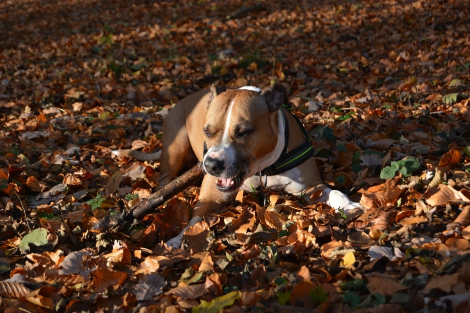brown and white short coated dog on fall leaves preview