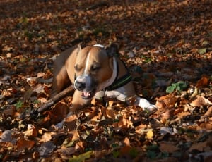 brown and white short coated dog on fall leaves thumbnail