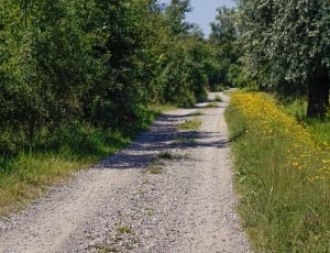 dirt road with green trees thumbnail