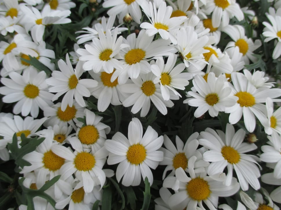 white and yellow flower field preview