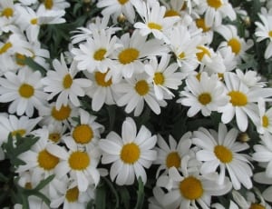 white and yellow flower field thumbnail