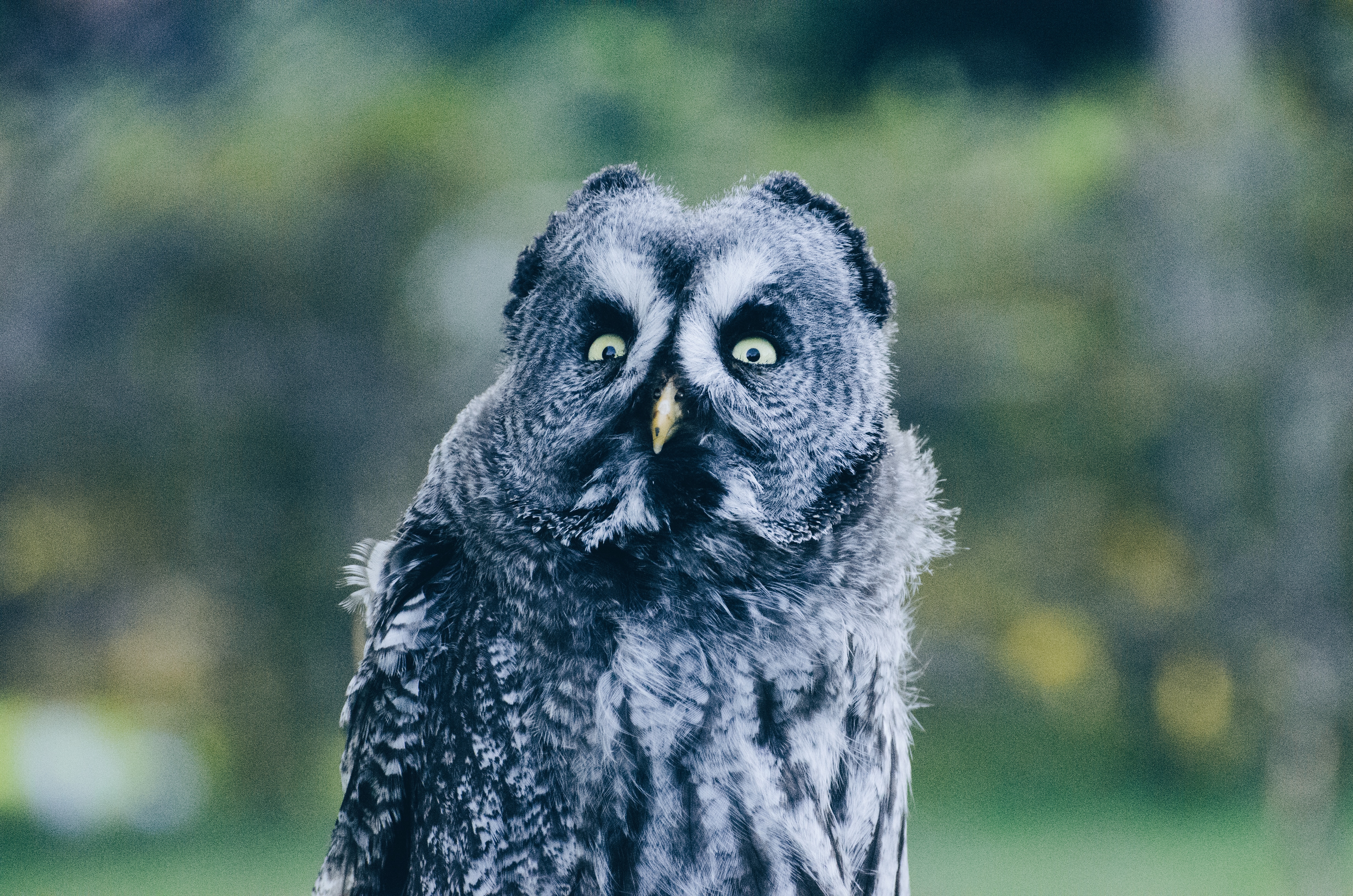 black and gray owl