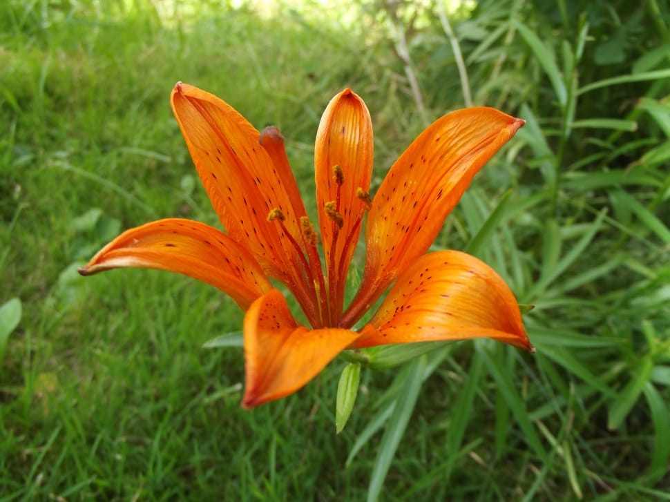 orange tiger lily preview