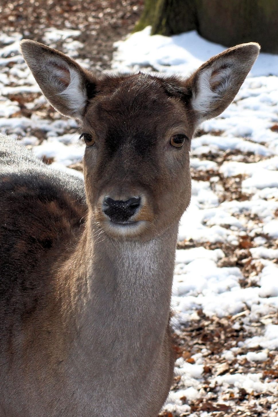brown deer preview