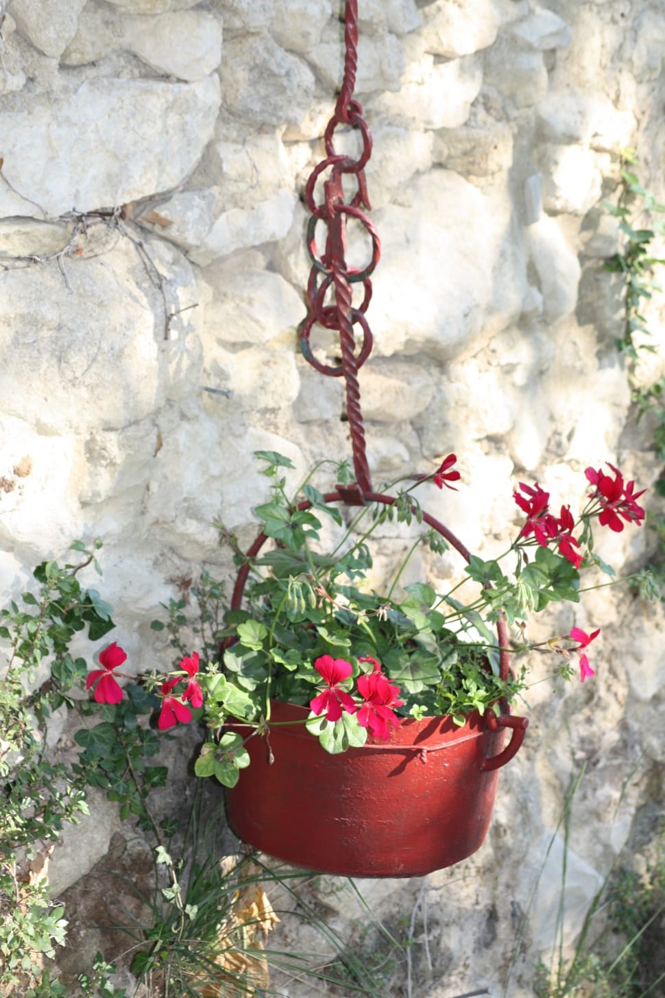 red petaled flower plant preview