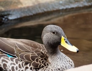 gray and brown duck thumbnail