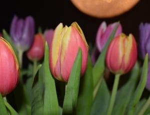 red-and-yellow tulips thumbnail