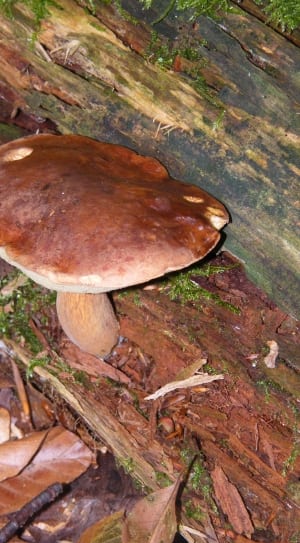 close up photography of brown mushroom thumbnail