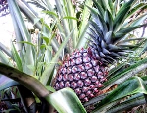 pineapple thumbnail