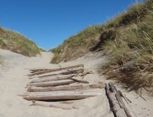 wood trunks on gray sand surrounded by green grass thumbnail