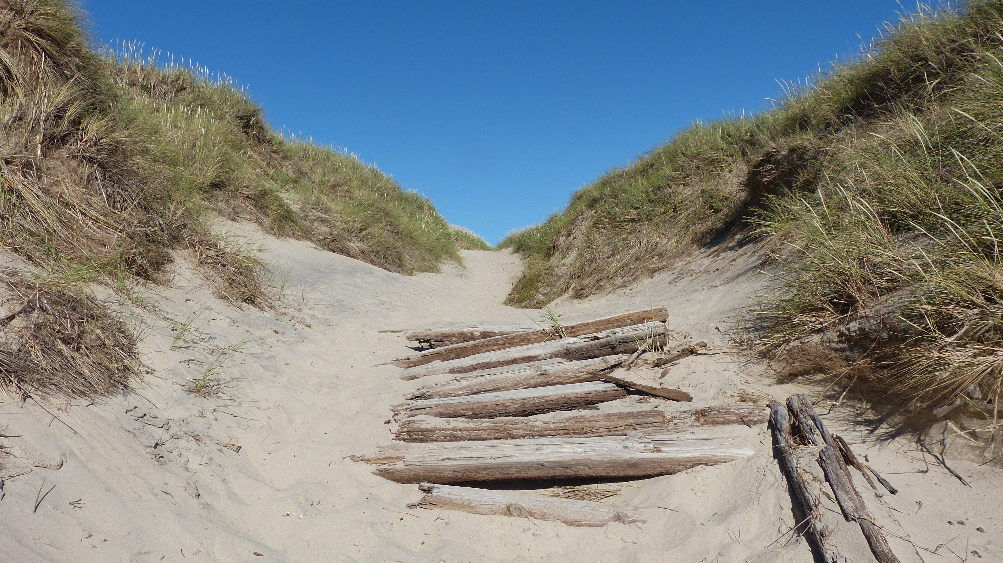 wood trunks on gray sand surrounded by green grass