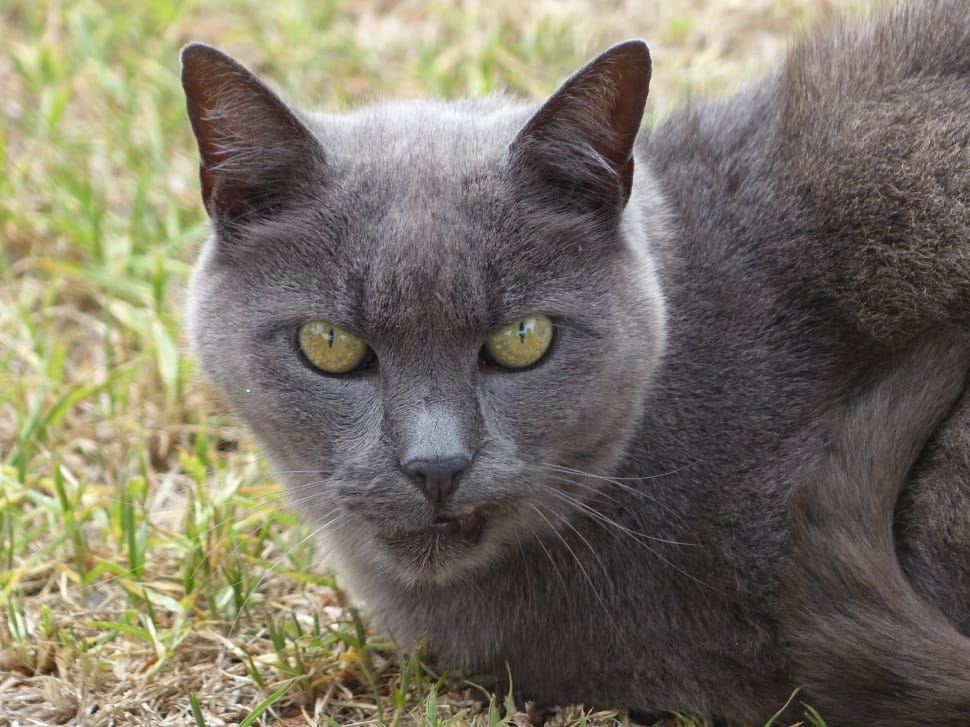 russian blue preview