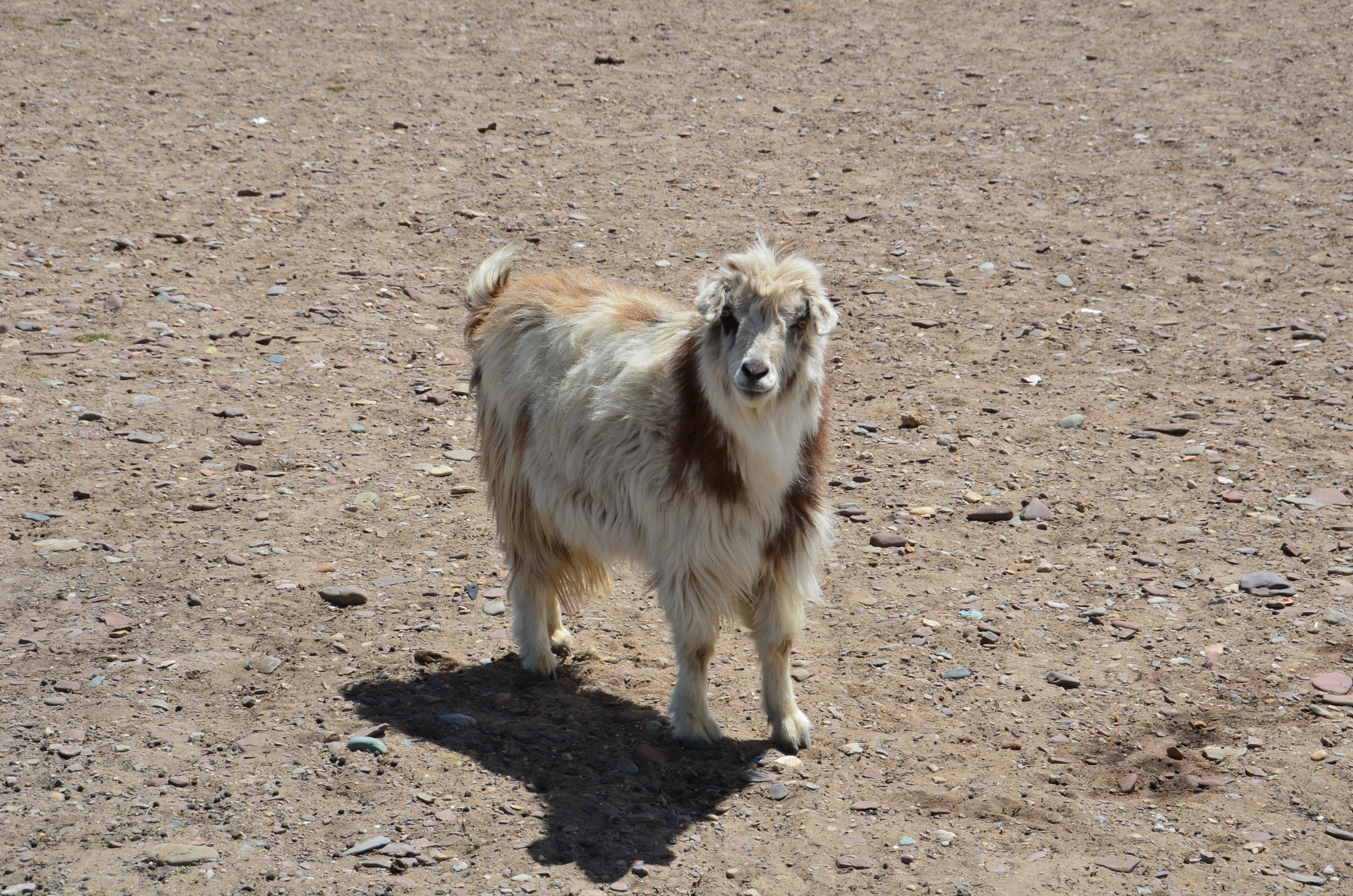 white and brown goat