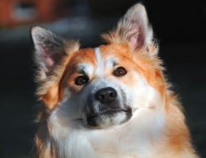 orange icelandic sheepdog thumbnail