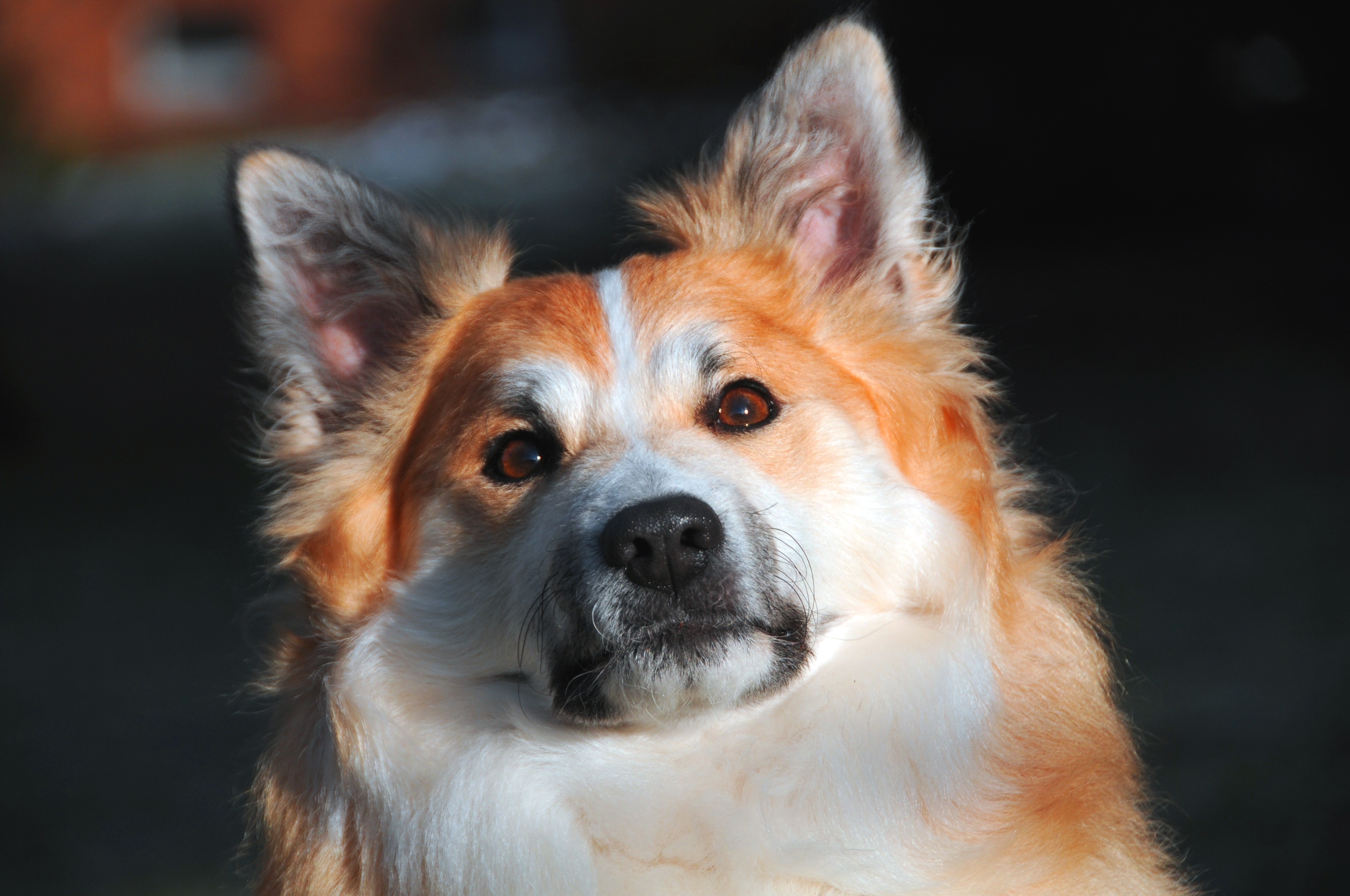 orange icelandic sheepdog