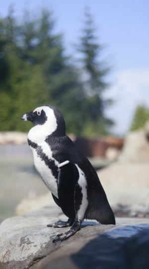 selective focus photography of penguin on rock thumbnail