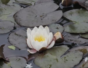 white water lily thumbnail