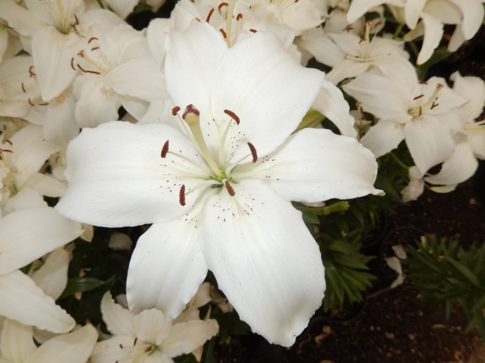 white lilies preview