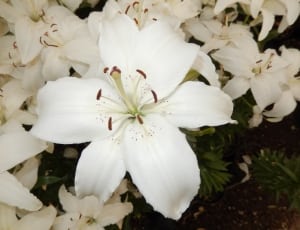 white lilies thumbnail