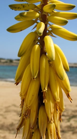 yellow banana and corn fruits thumbnail