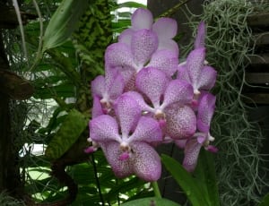 pink and white singapore orchid thumbnail