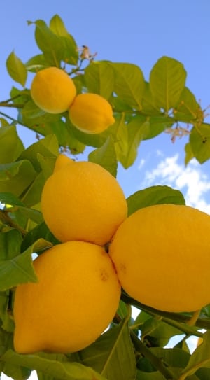 yellow lemon fruit thumbnail