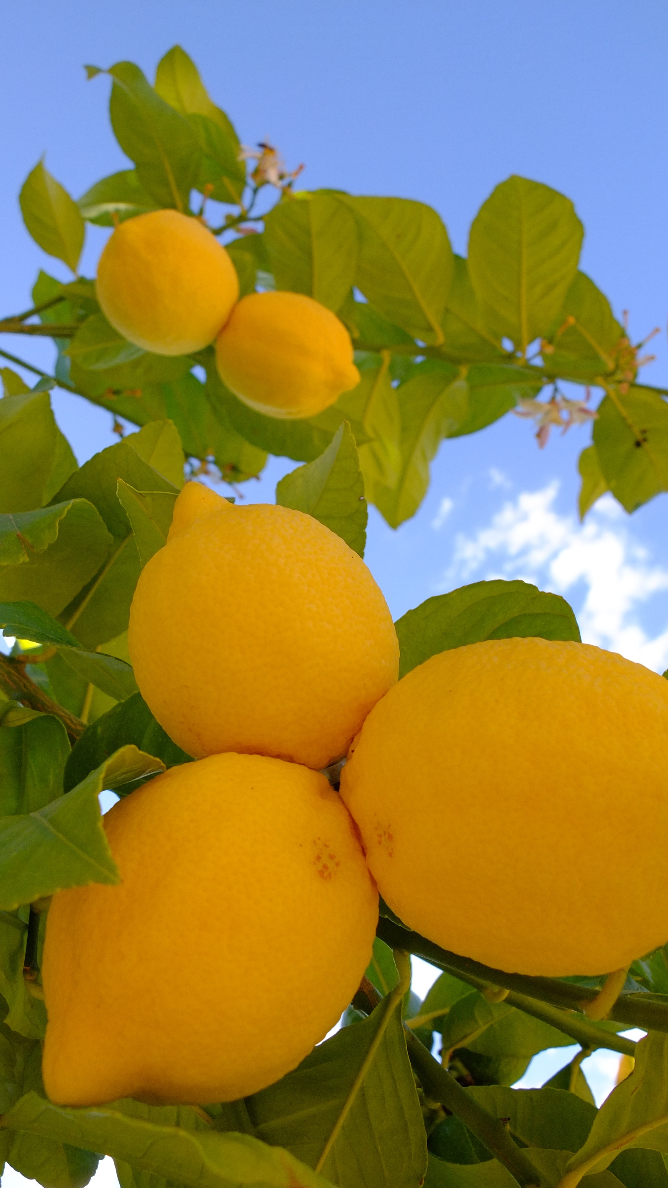 yellow lemon fruit