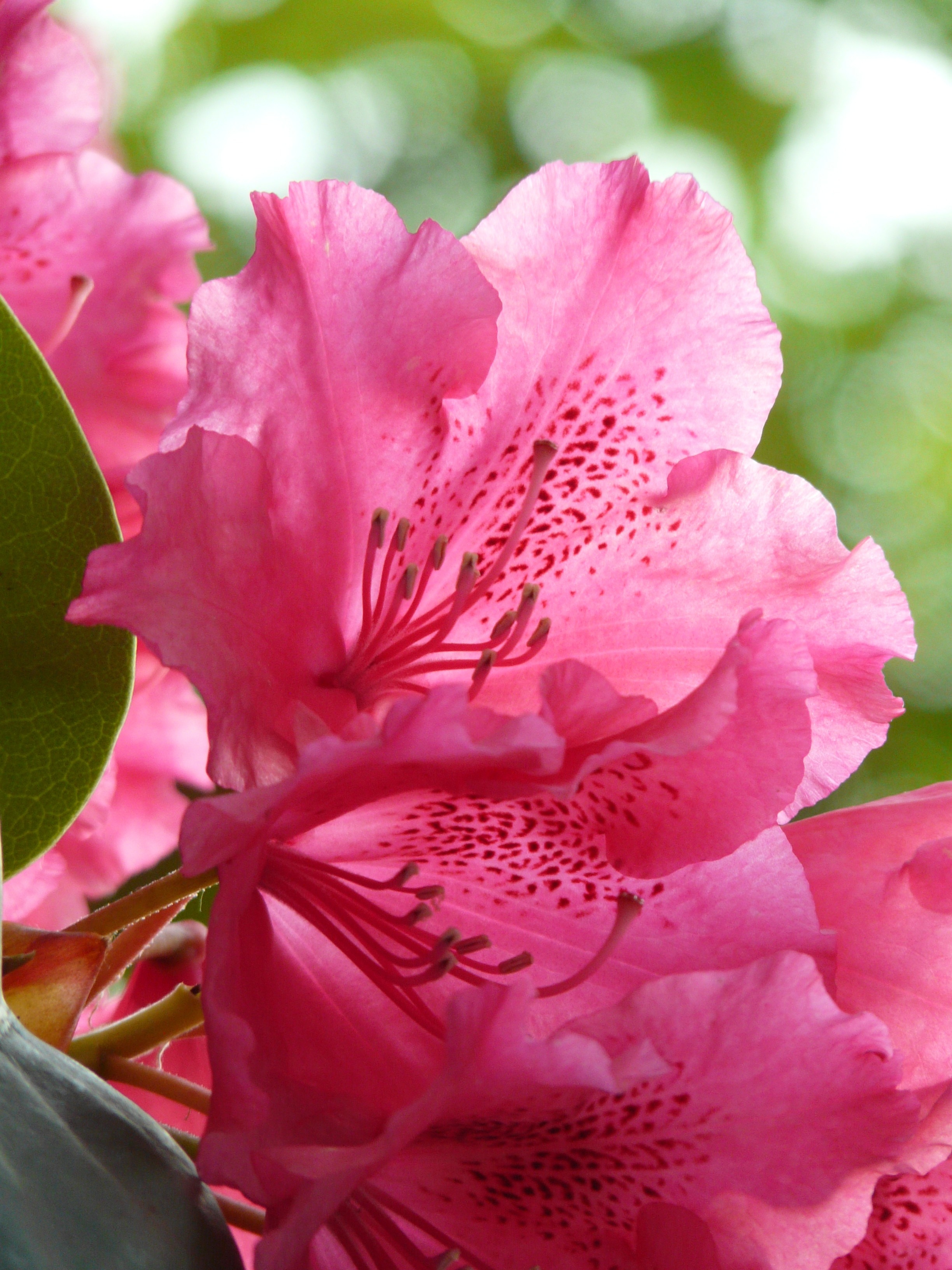 pink petaled flower