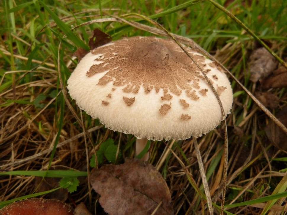 white and brown mushroom preview