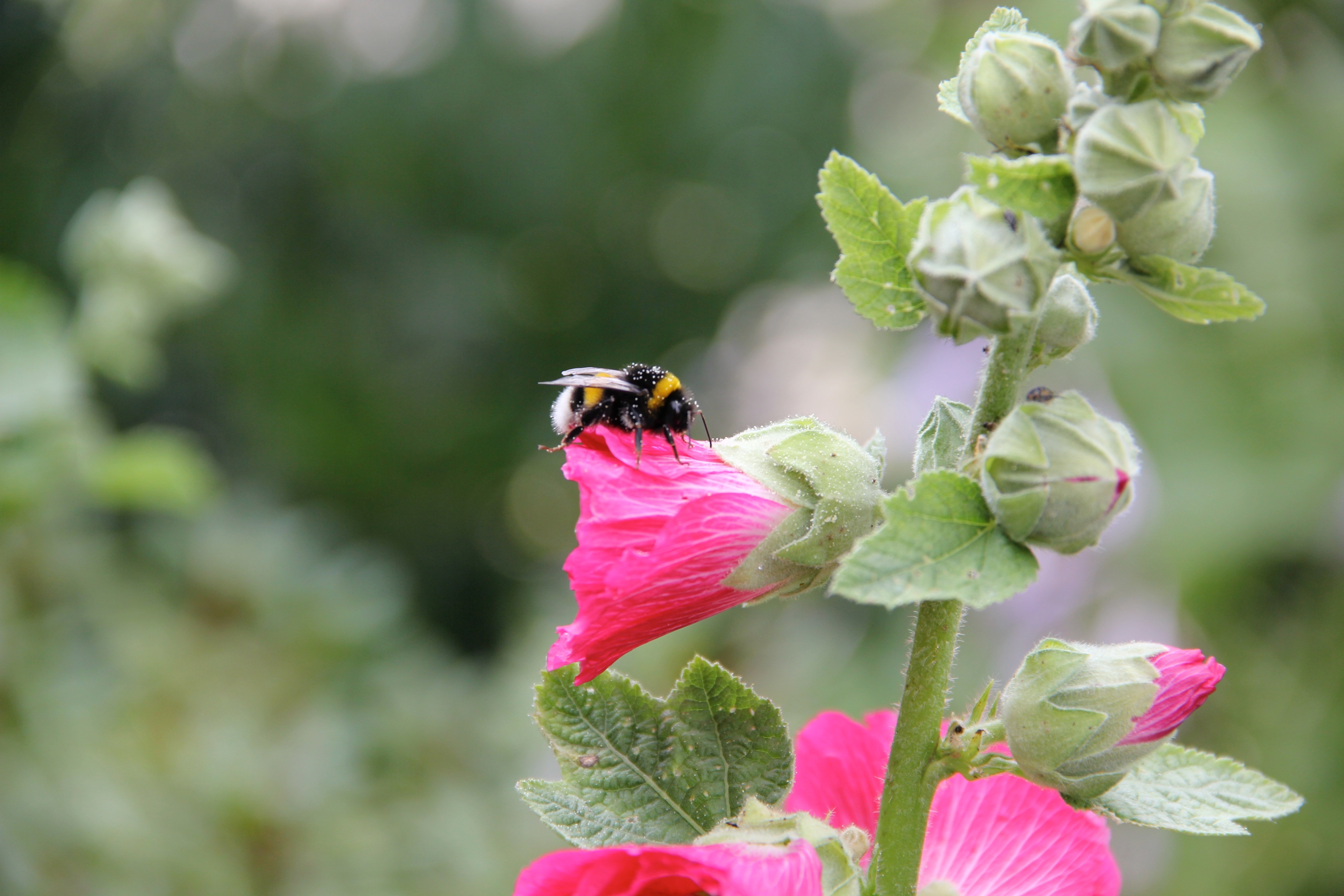 pink hollyhock